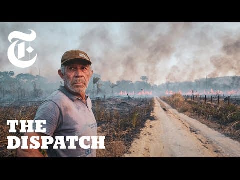 Cattle and the Clearing Front