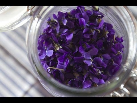 Violet Enfleurage - How Perfume Is Made