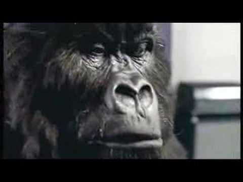 Cadbury Gorilla