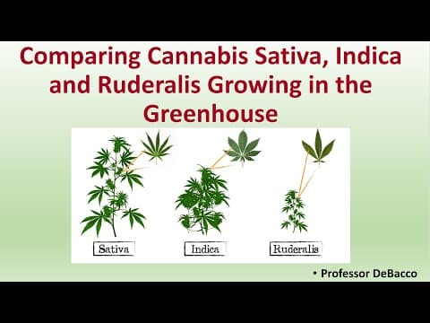Comparing sativa, indica and ruderalis morphology in the greenhouse