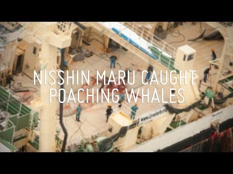 Nisshin Maru Caught Poaching Whales