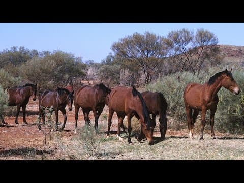 NSW Minister backs calls to count, not cull, wild horses in Kosciuszko National Park