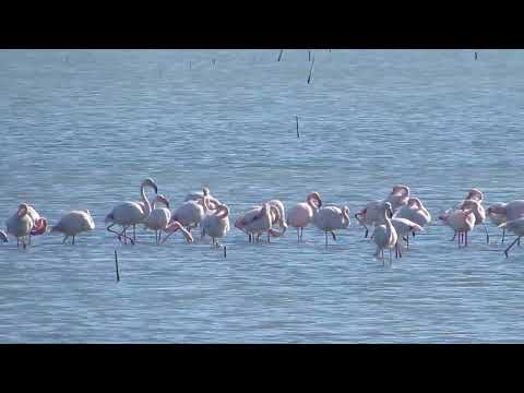 The Vjosa-Narta lagoon and its flamingos