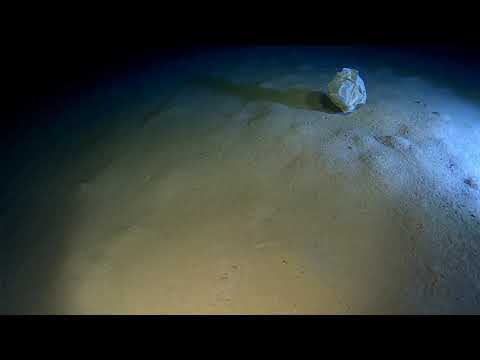 Scenes from Calypso Deep