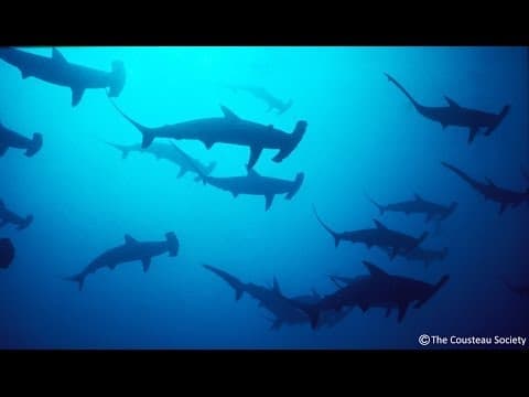 Suivi des requins et des raies en Mer Rouge - Soudan