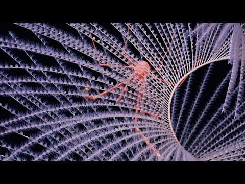Discovering Deep-Sea Corals of the Phoenix Islands 2 - Communities Above and Below