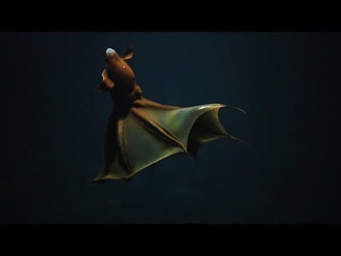 Close encounter with a vampire squid