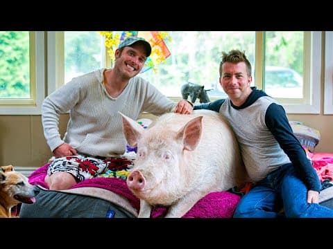 Esther The Wonder Pig Changes Couple's Life