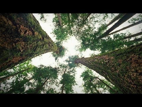 How Trees Talk to Each Other