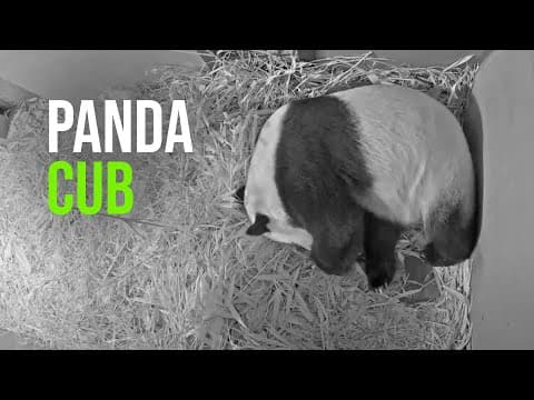 A cub for Wu Wen at Ouwehands