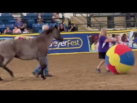 Legacy in Motion: Cloud’s Daughter Rain & Mustang Biloxi at BreyerFest