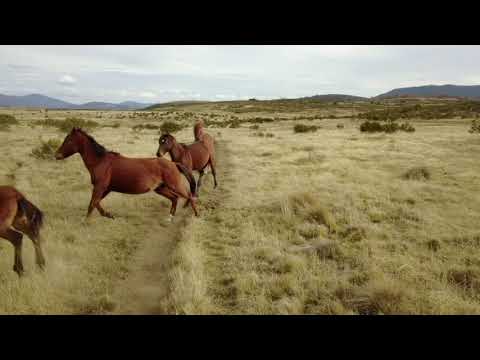 Brumbies April 2018