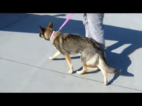 Dog lost at sea found weeks later