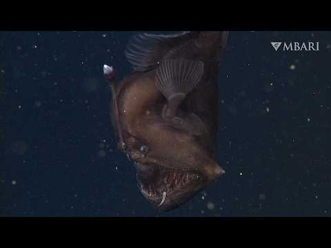 The anglerfish: fishing in the dark