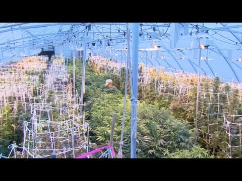Highs and Lows of Colorado's First Year of Legal Pot