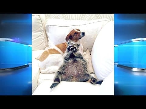 Pet Raccoon Becomes Internet Sensation