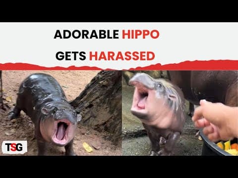 Baby hippo Moo Deng gets bullied by visitors after going viral