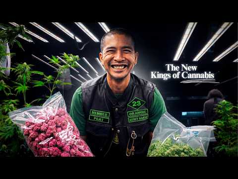 Inside Thailand's cannabis industry