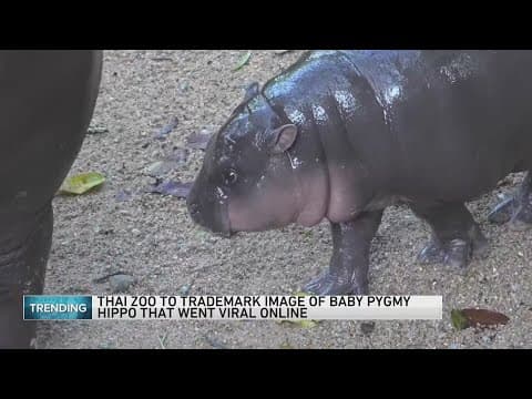 Viral pygmy hippo Moo Deng may get own patent, trademark