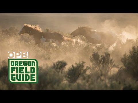 Mustangs Drive Away from Herd - Rare Footage | Oregon Field Guide