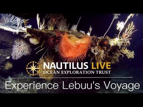 Best of Lebuu's Voyage I Nautilus Live