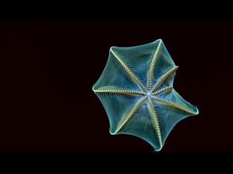 Denizens of the Arctic Deep: Hidden Ocean 2016: Chukchi Borderlands