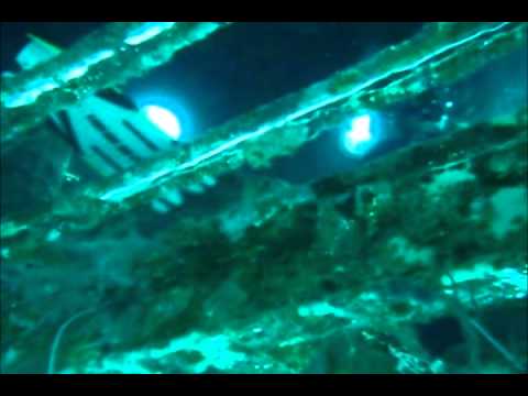 Red Sea Sudan   Diving Precontinent II   Shaab Rumi