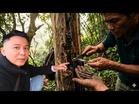 Most Expensive Wood on Earth (Vietnam's Agarwood)