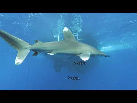 Jacques Cousteau's "Most Dangerous" Shark - The Oceanic White Tip - by Khurram Pervaiz