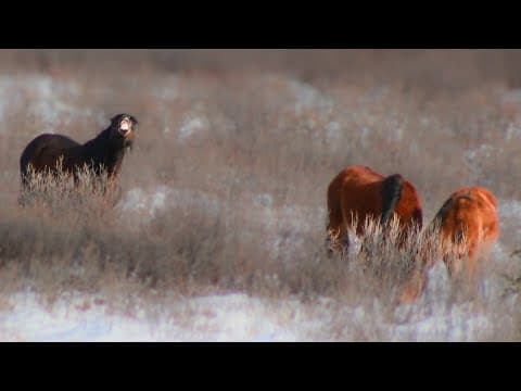 A young wild stallion & his new family | His reign has just begun | Alberta Wild Horses