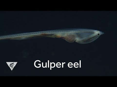 The deep-sea gulper eel