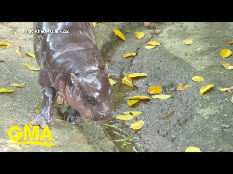 Thailand zoo releases official Moo Deng song