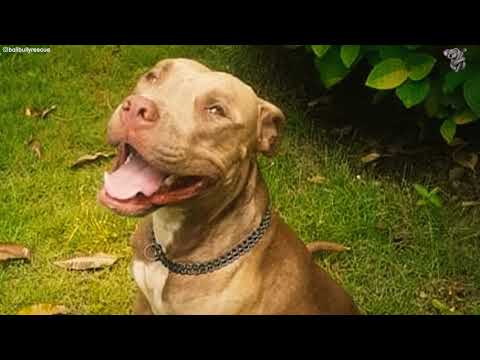 Woman loves saving stray dogs in Bali