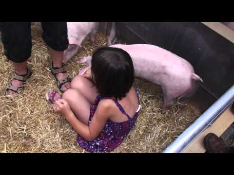 World Pig Day 2013 at the SchweineMuseum