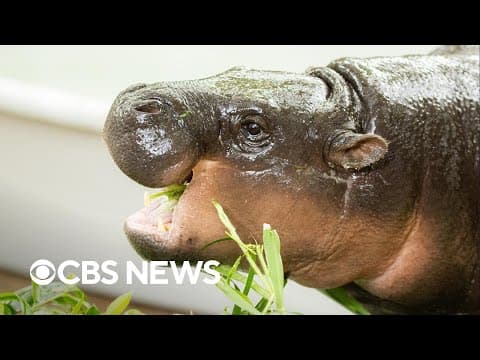 Moo Deng the hippo celebrates 1st birthday