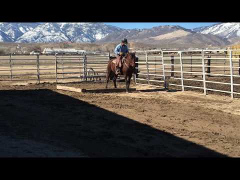 NNCC Saddle Horse Adoption Feb 2017 -- Benny the Bay