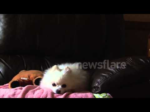 Gabe howls at phone (original bork source)