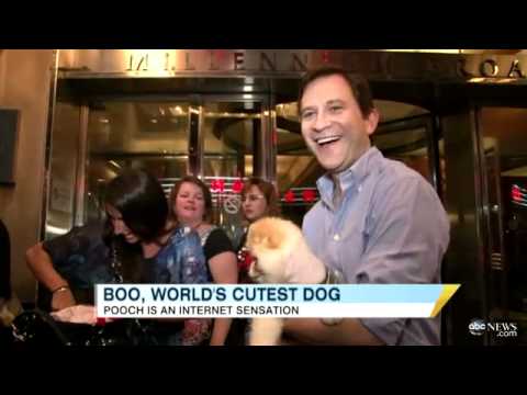 Boo, The World's Cutest Dog, Takes Over Times Square on Jumbotron