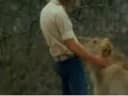 Christian the Lion Reunion (Original)