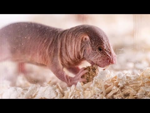 Naked Mole-Rat Colonies Have Their Own Dialects