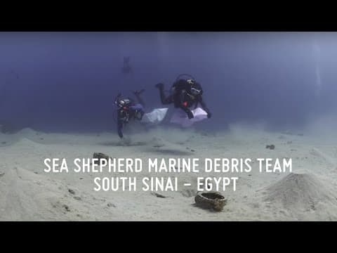 Sea Shepherd Marine Debris Team - South Sinai (Egypt)