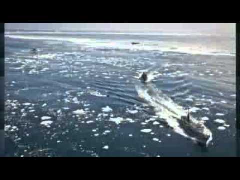 Whaling clash during Antarctic hunt