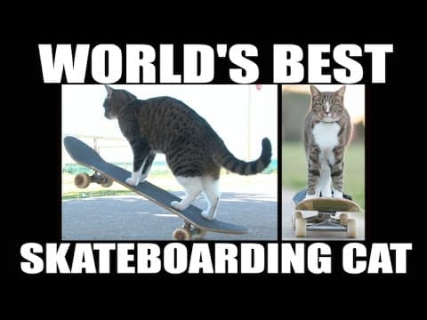 World's best skateboarding cat - Go Didga Go!