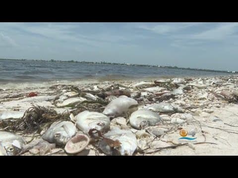 The 2018 Florida red tide