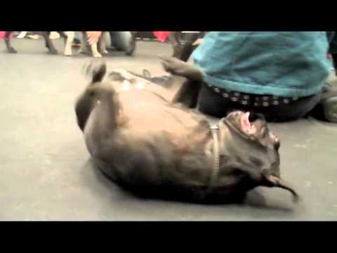 pugs gone wild