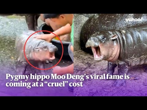 Pygmy hippo Moo Deng's viral fame is coming at a 'cruel' cost