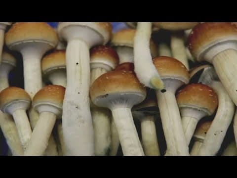 Oregon Voters Approve Measure 109, Psilocybin for Therapy