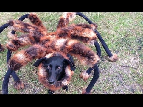 Mutant Giant Spider Dog (Sylwester Wardęga)