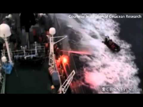 Whaling Clash on the High Seas