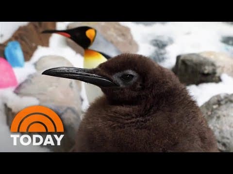 Giant baby penguin named Pesto is internet's newest obsession